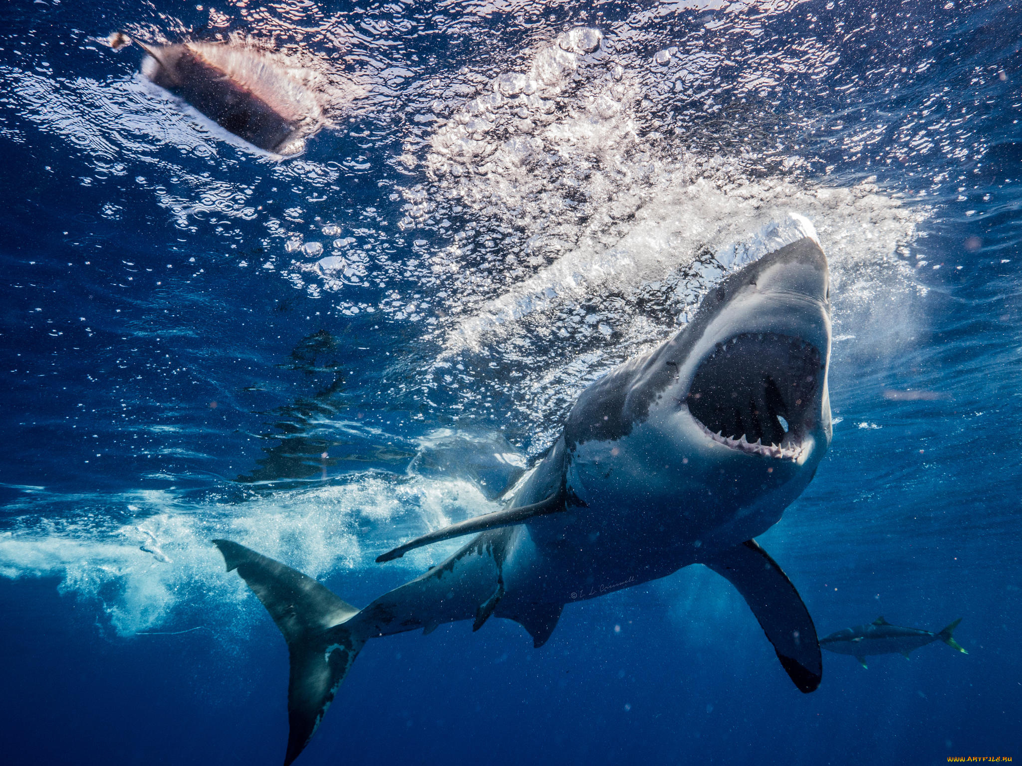 животные, акулы, рыба, глубина, вода, море, shark, акула, пасть, зубы, обитатели, подводный, океан, хищник, опасность