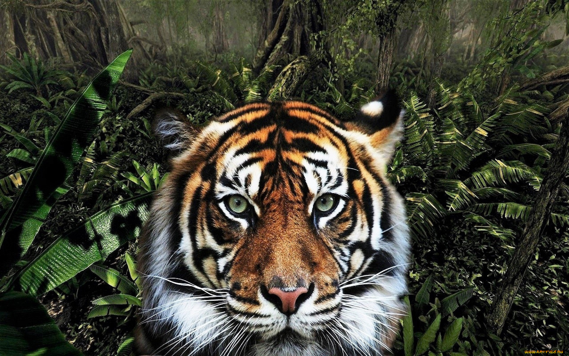 животные, тигры, тигр, джунгли