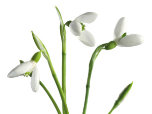 Картинка цветы подснежники белоцветник