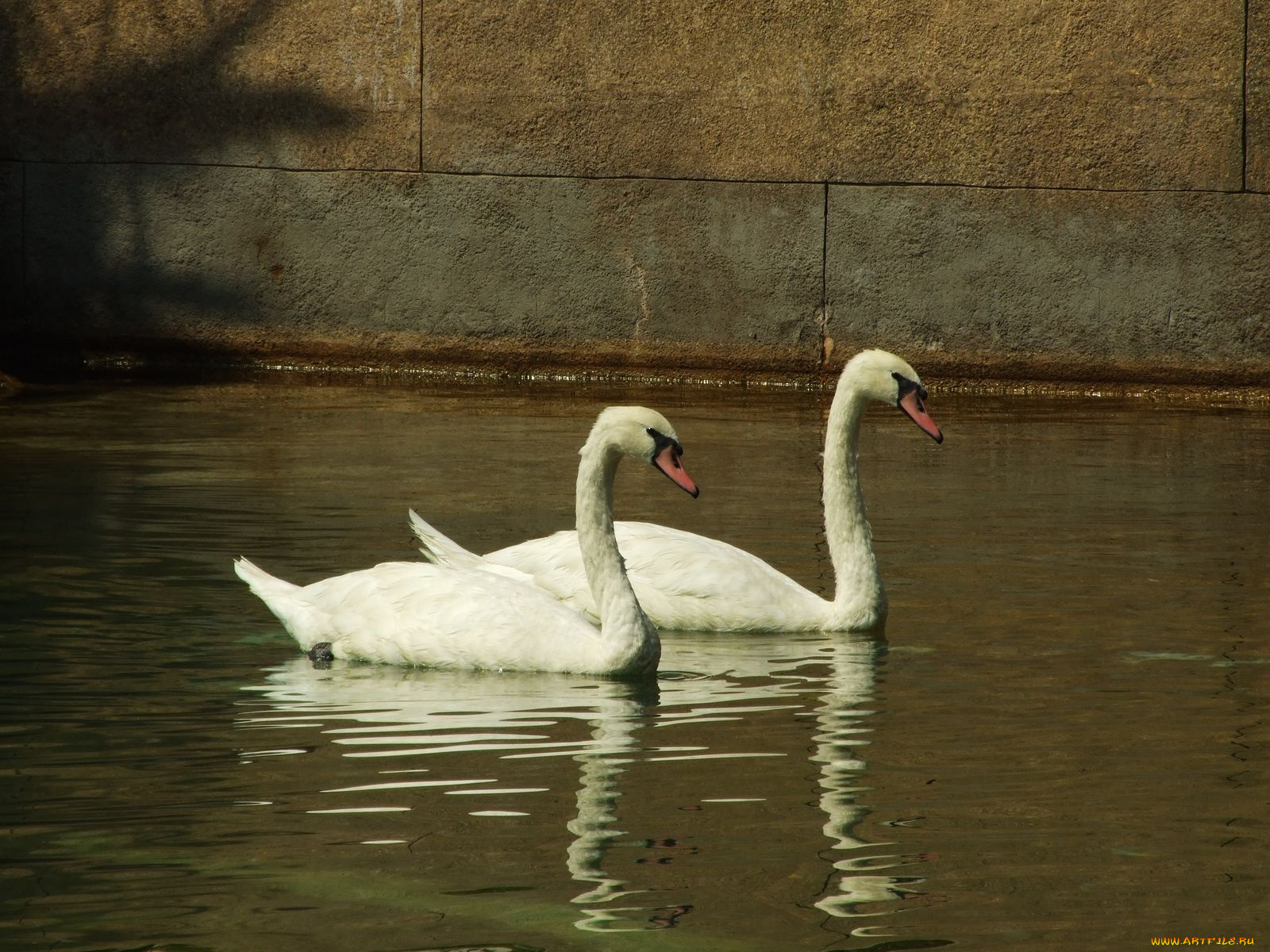 животные, лебеди, swan