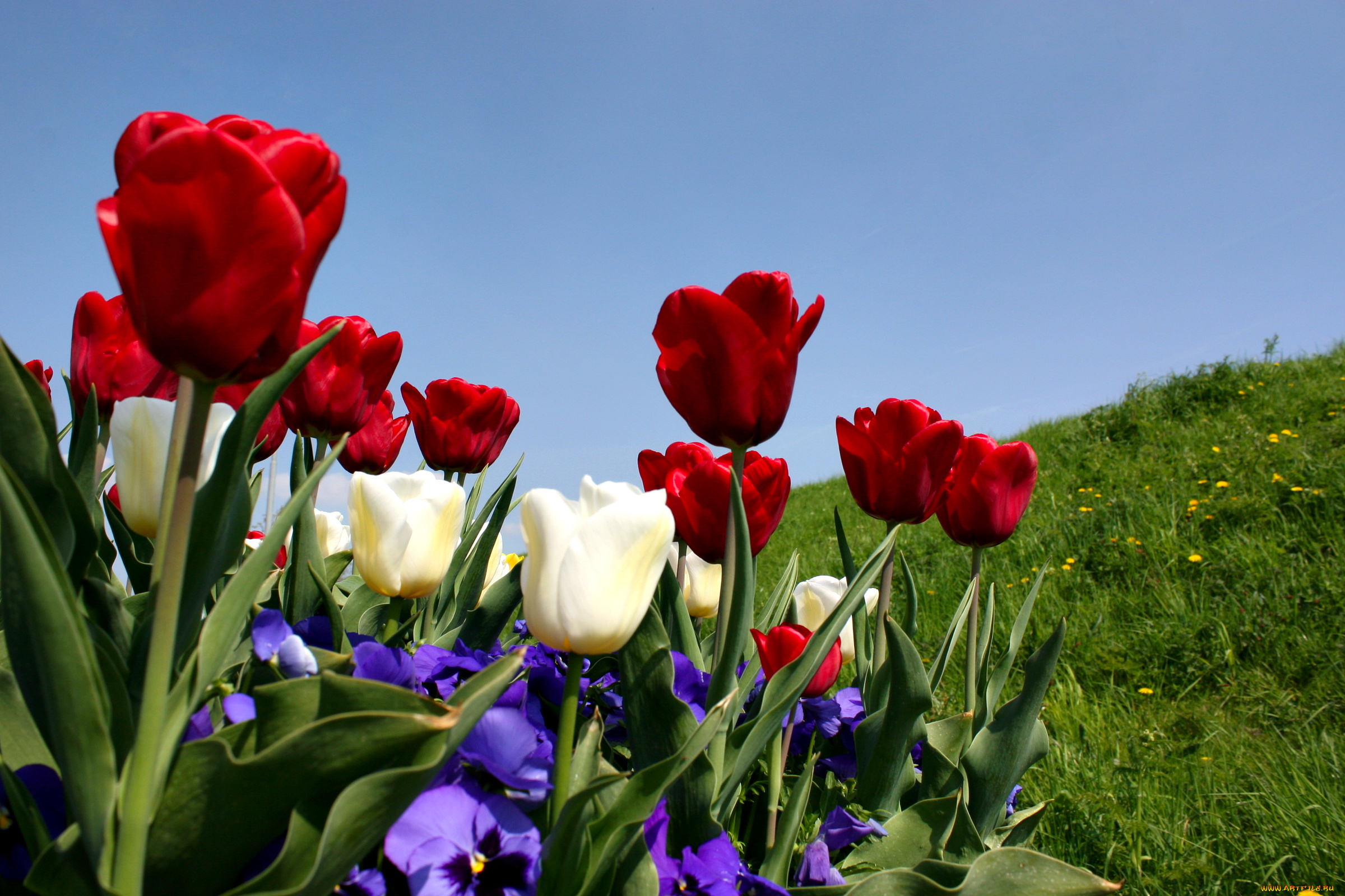 цветы, разные, вместе, тюльпаны