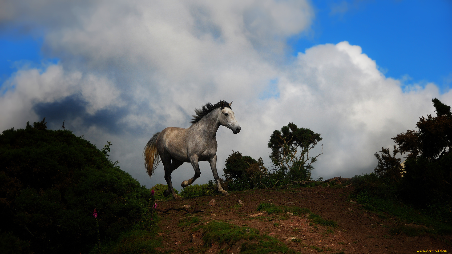 животные, лошади, лошадь, облака