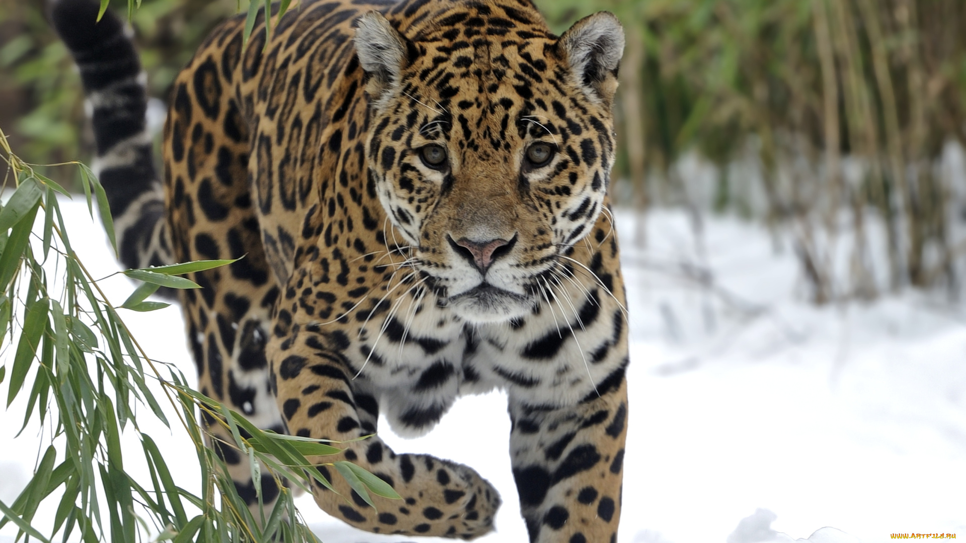 животные, Ягуары, снег, красавец