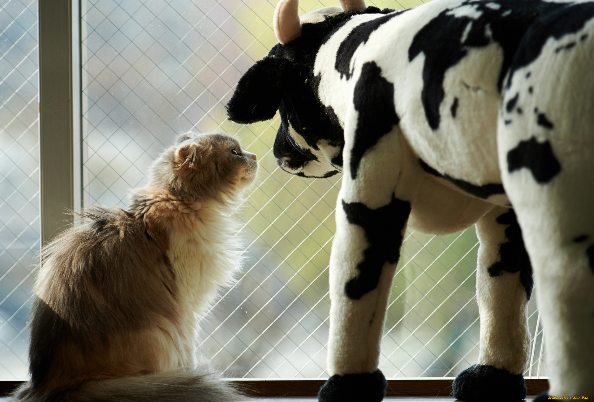 животные, коты, кошка, игрушка, окно, корова
