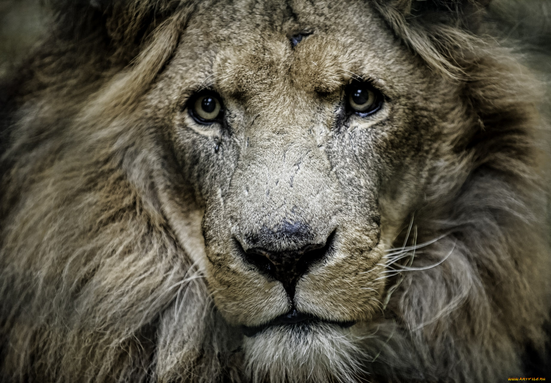 животные, львы, царь, портрет