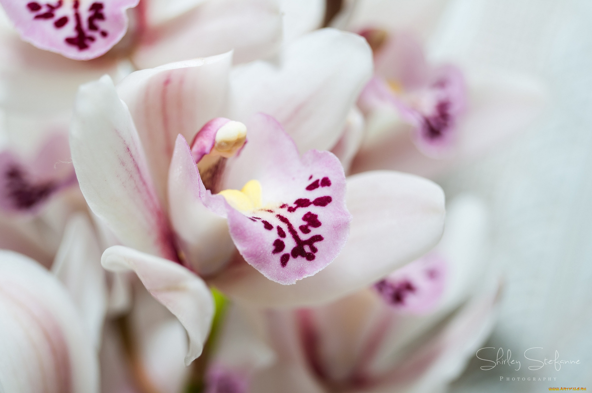 цветы, орхидеи, макро