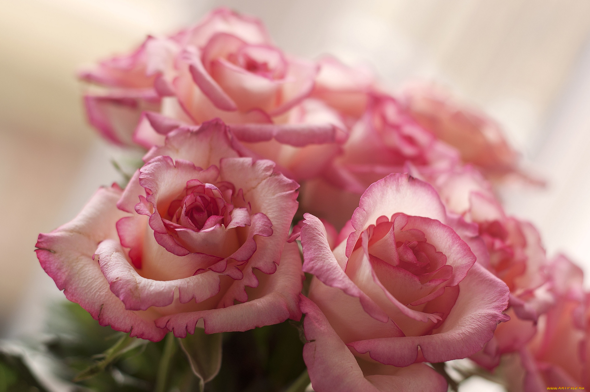 цветы, розы, нежность, розовый