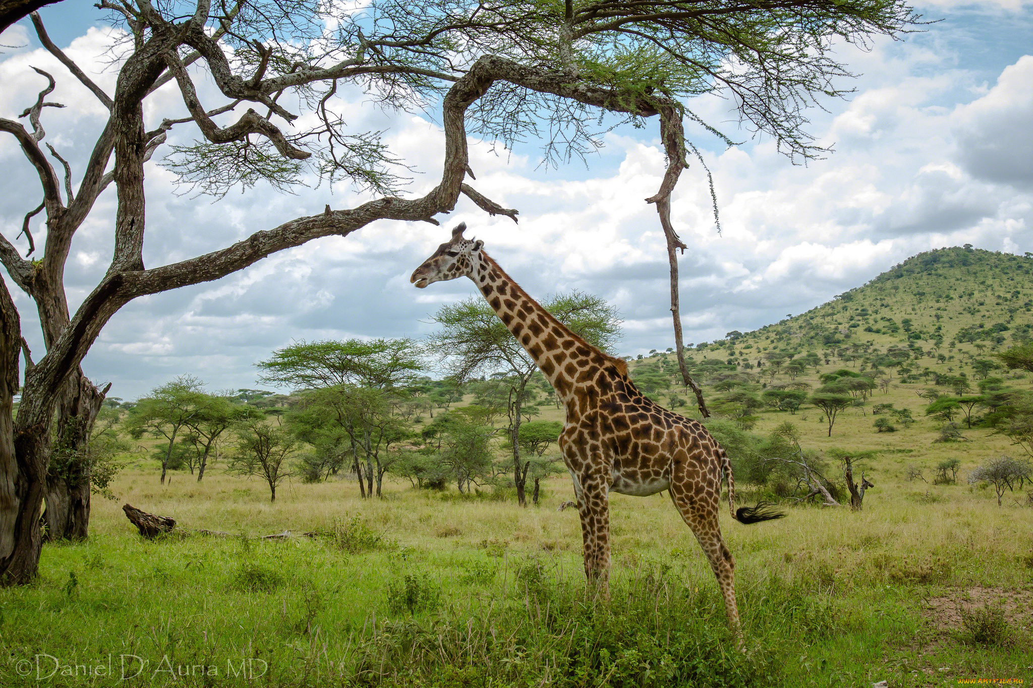 Жирафы у дерева без смс
