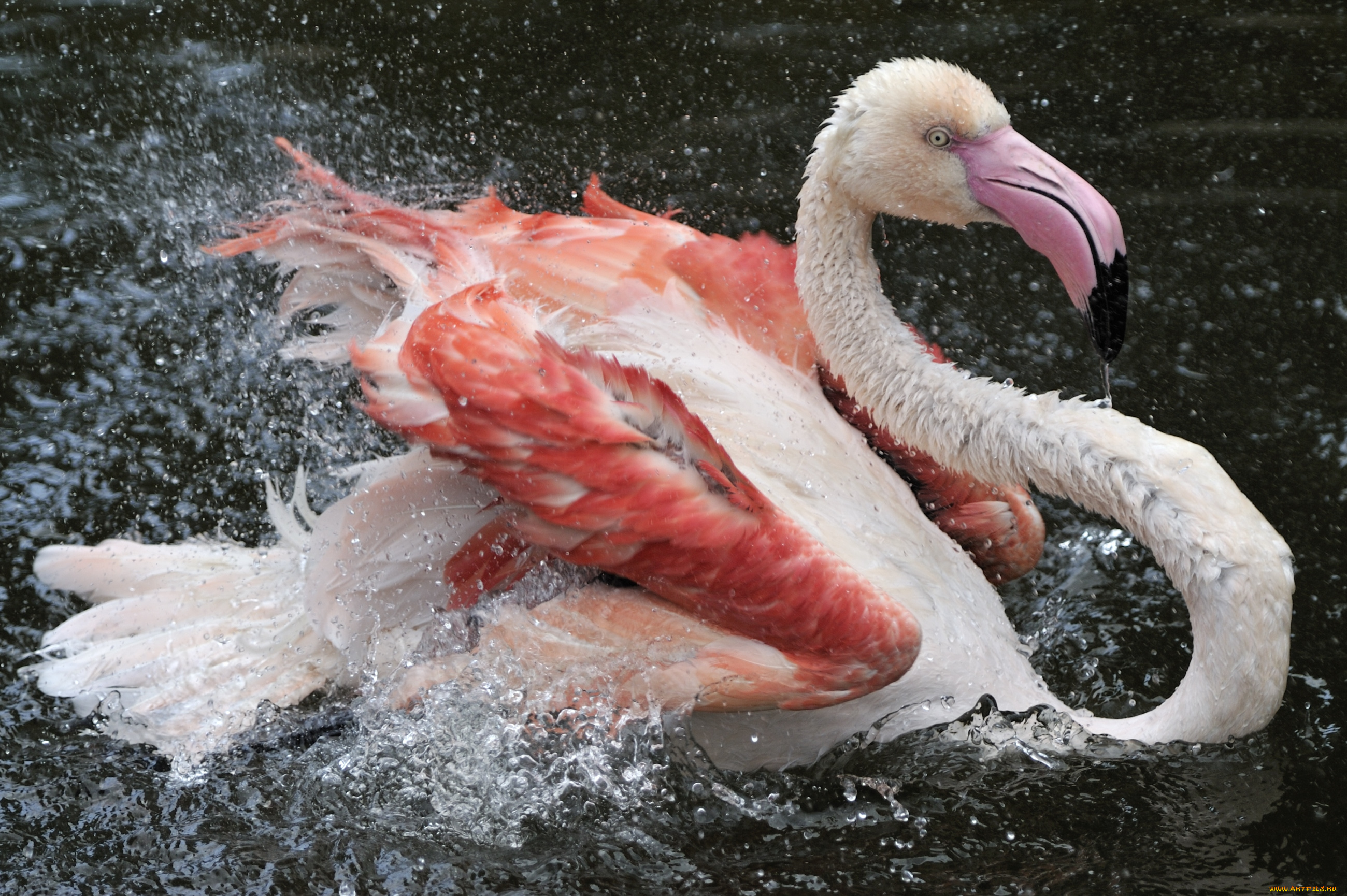 животные, фламинго, шея, розовый, купание