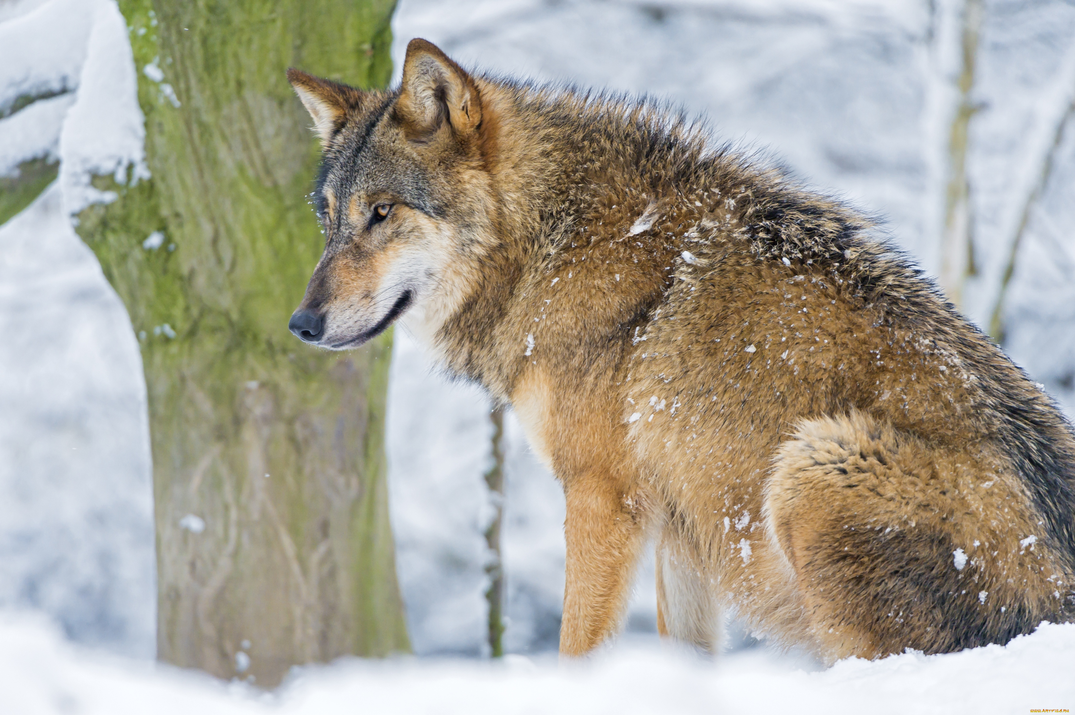животные, волки, наблюдатель, хищник, снег