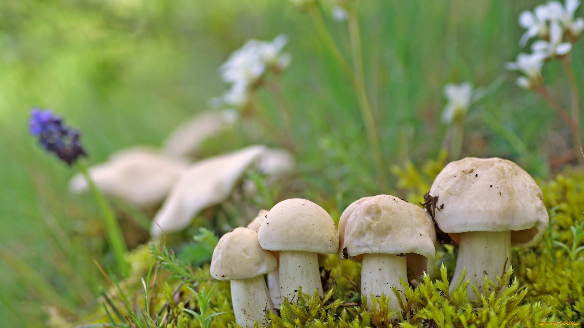 природа, грибы, семейка