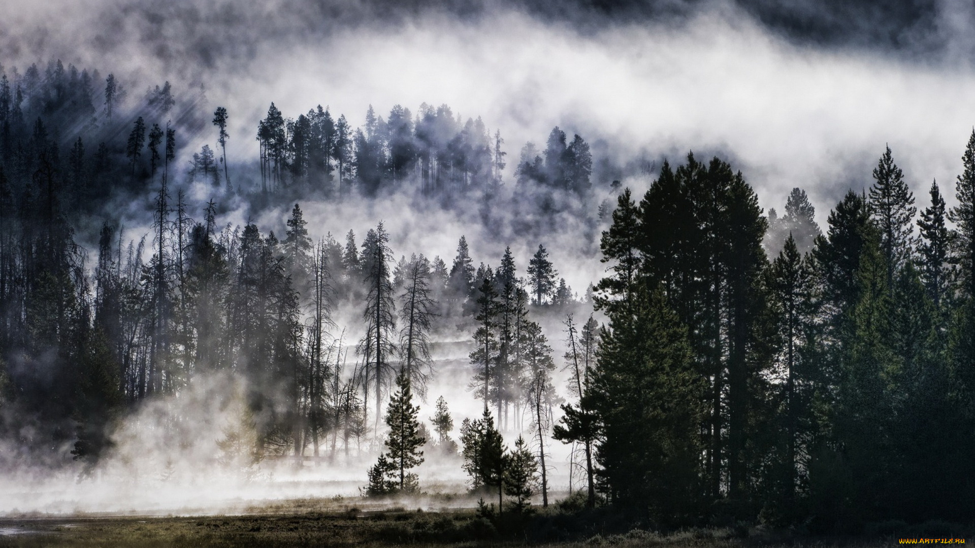 природа, лес, поляна, деревья, туман