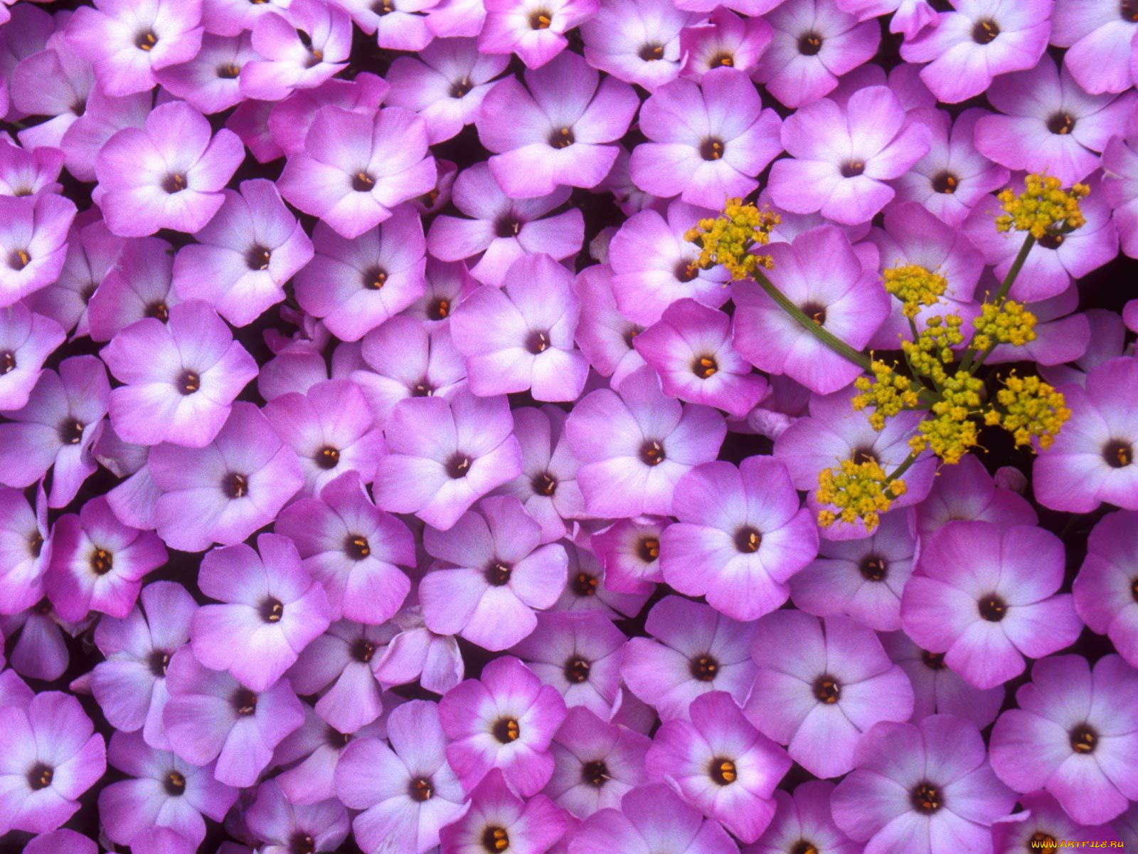 phlox, and, lomatium, цветы, флоксы