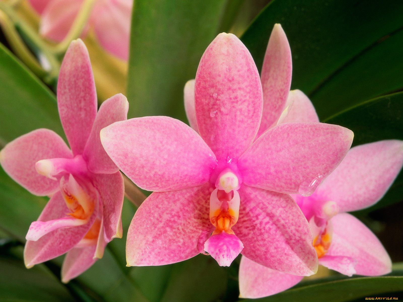 pink, orchids, цветы, орхидеи