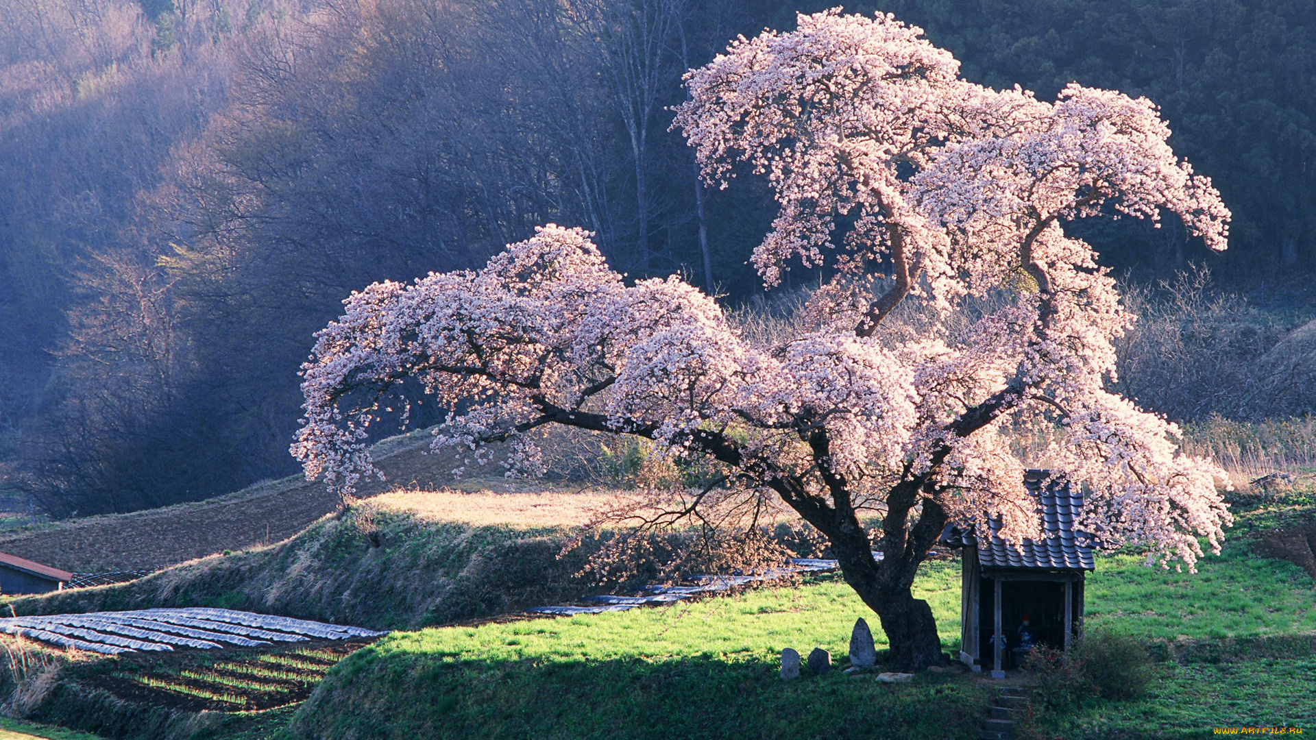 природа, деревья, сакура, пейзаж, Япония