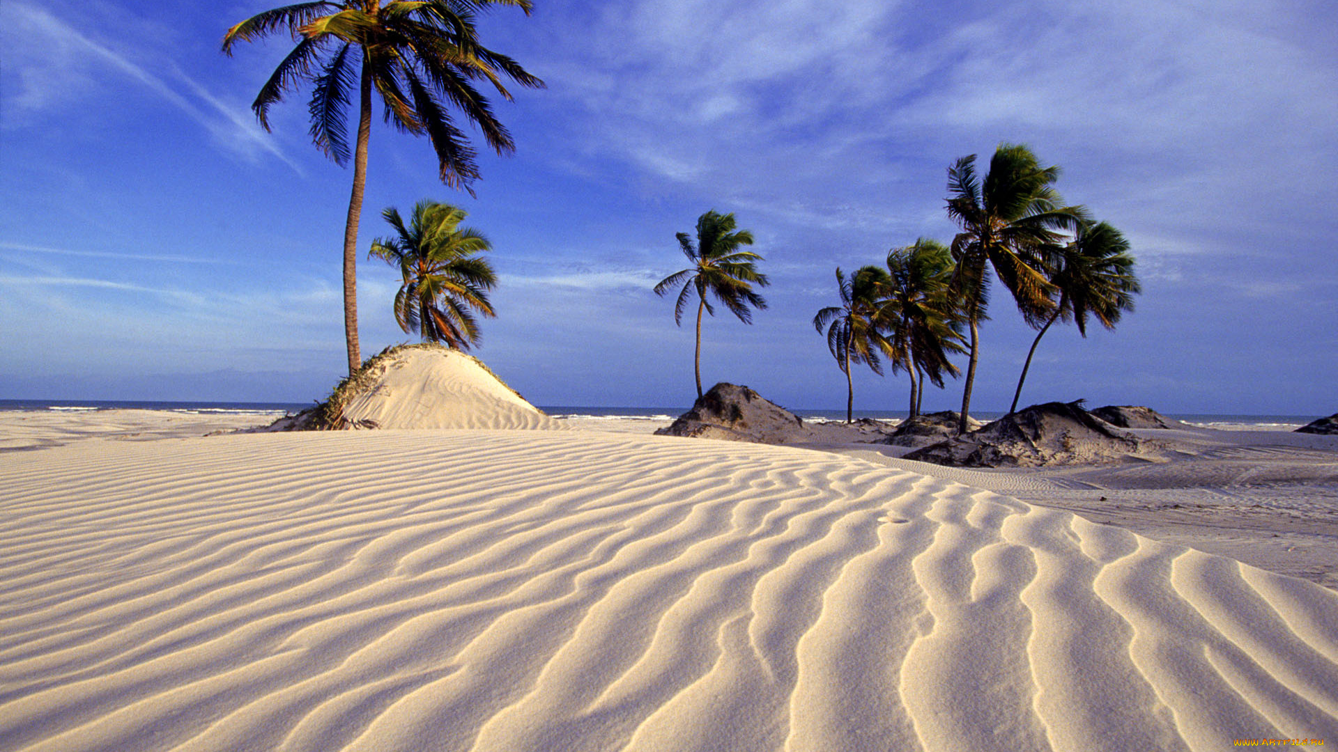 природа, тропики, пальмы, дюны, песок, пляж, бразилия