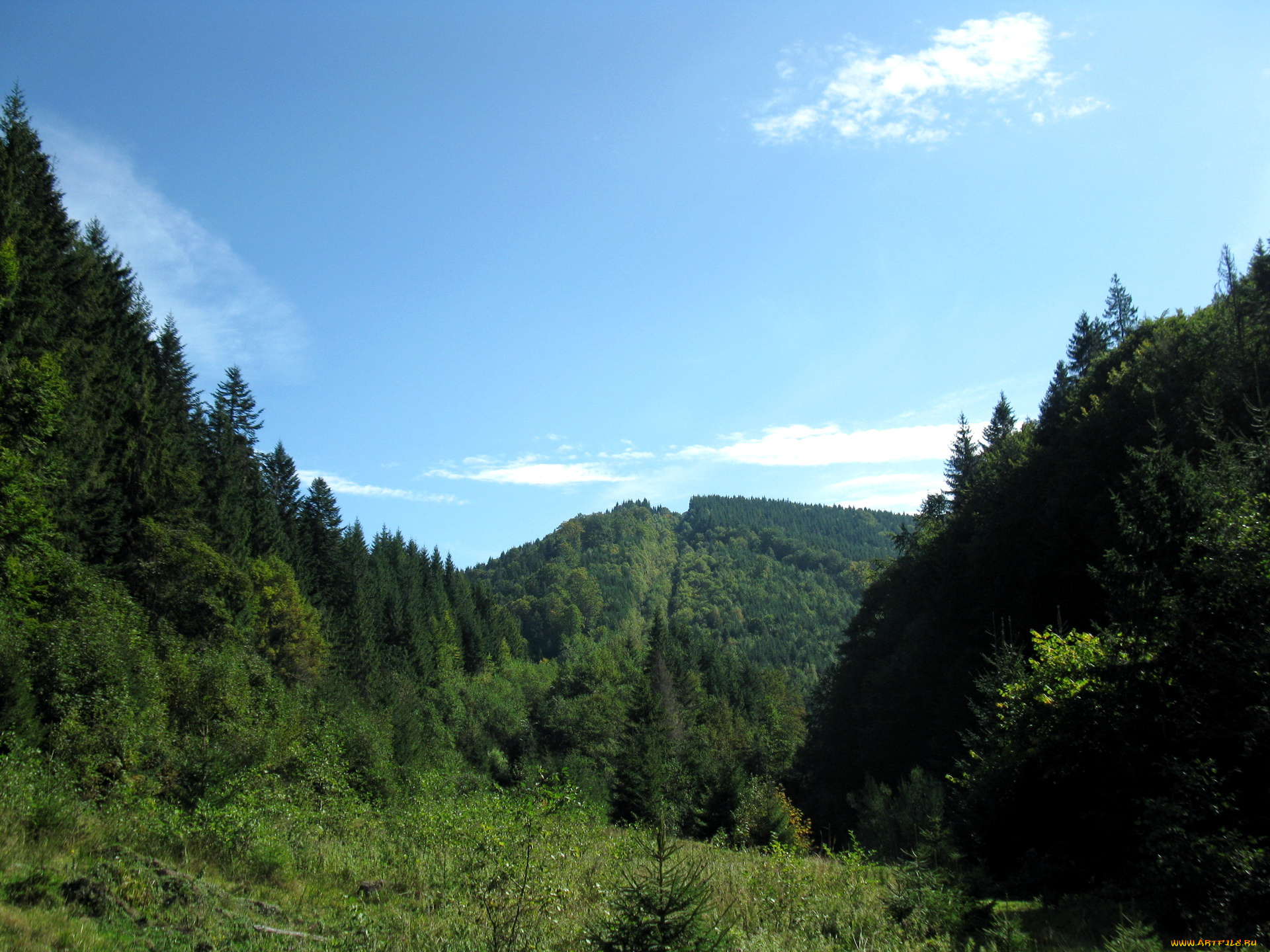 природа, лес, украина, львовская, область, гора, менчилик