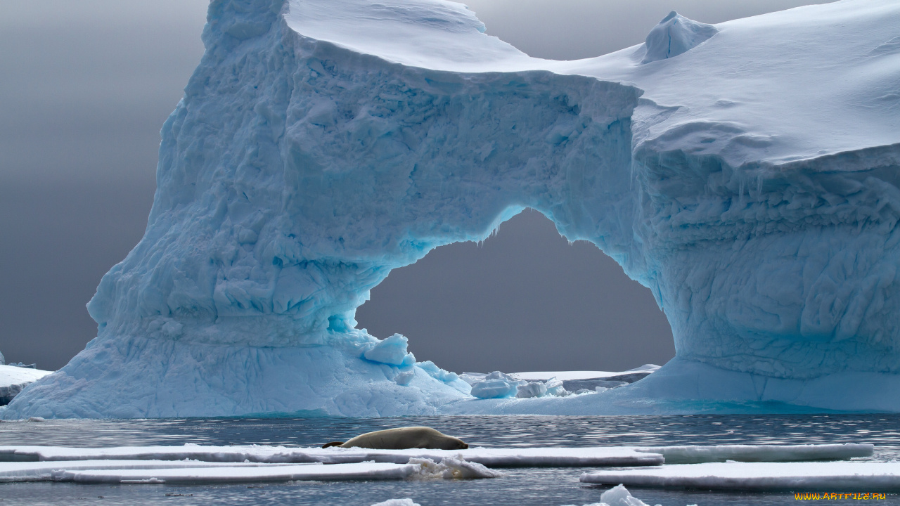 природа, айсберги, и, ледники, antarctica, iceberg, petermann, island, айзберг, лёд, crabeater, seal