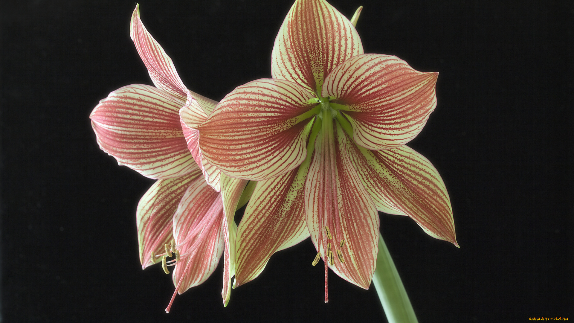 amaryllis, exotic, star, цветы, амариллисы, , гиппеаструмы, цветок