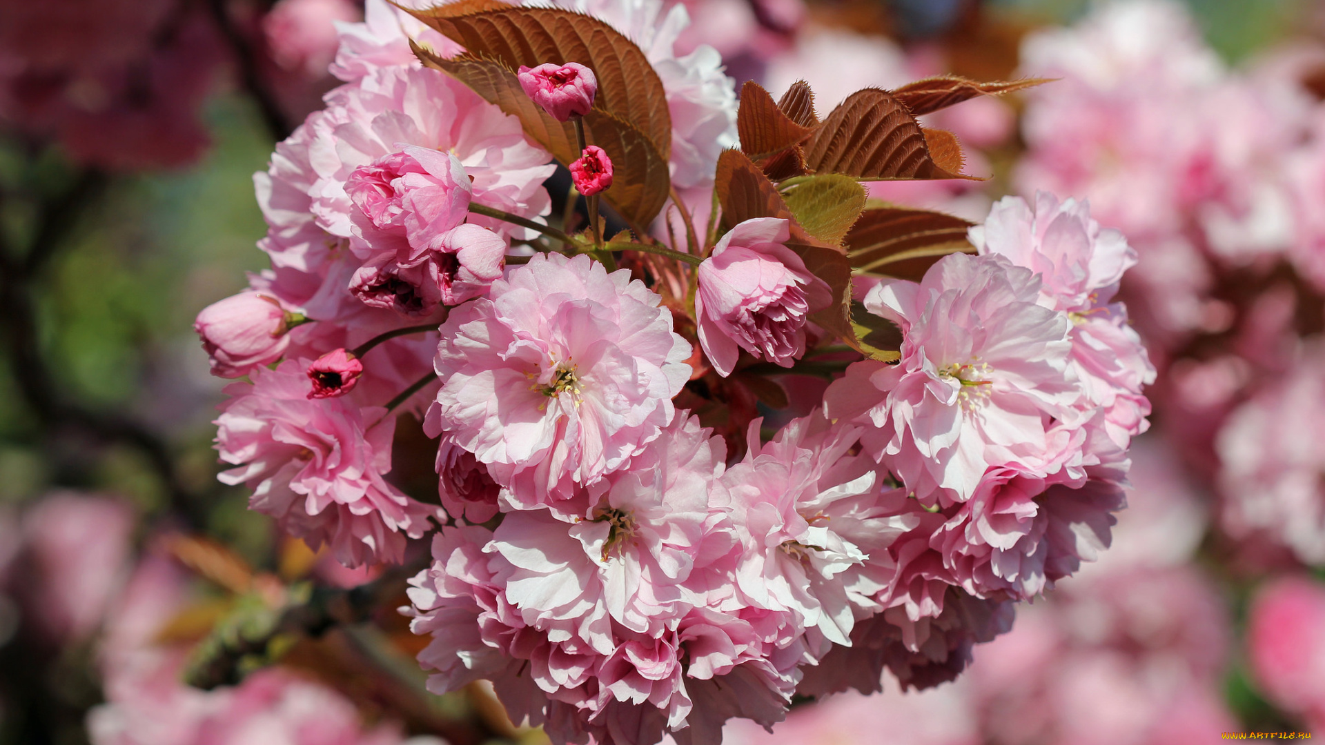 цветы, сакура, , вишня, весна, розовые, ветка, макро