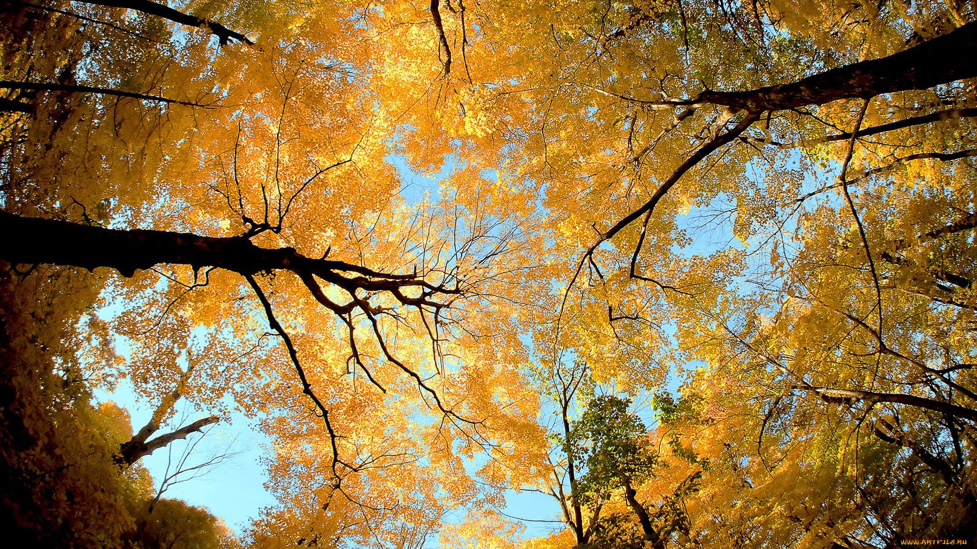 природа, деревья, небо, крона, ствол, листья, осень