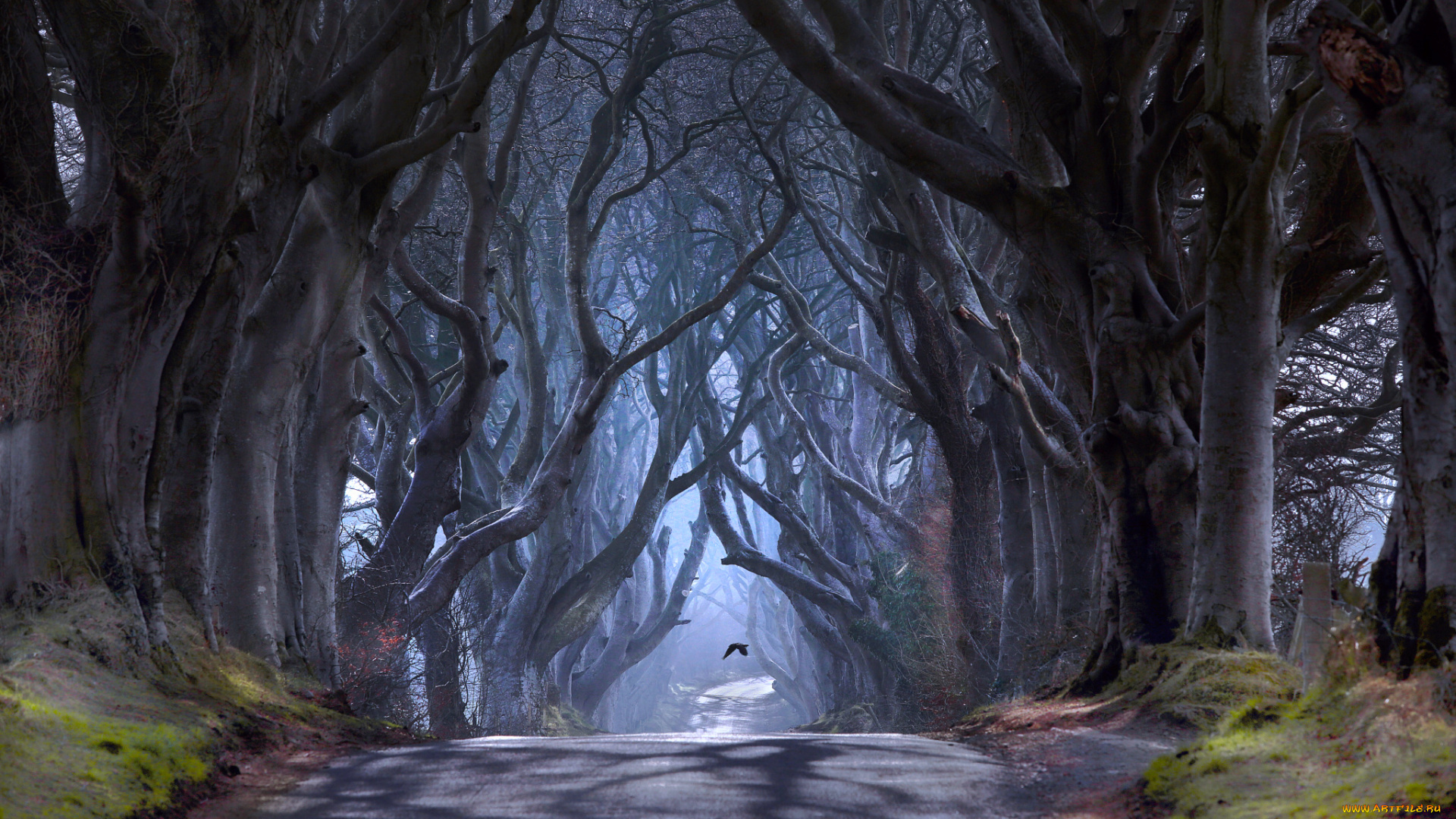 природа, дороги, северная, ирландия, графство, антрим, баллимони, дорога, bregagh, road, темная, аллея, деревья, дымка, птица