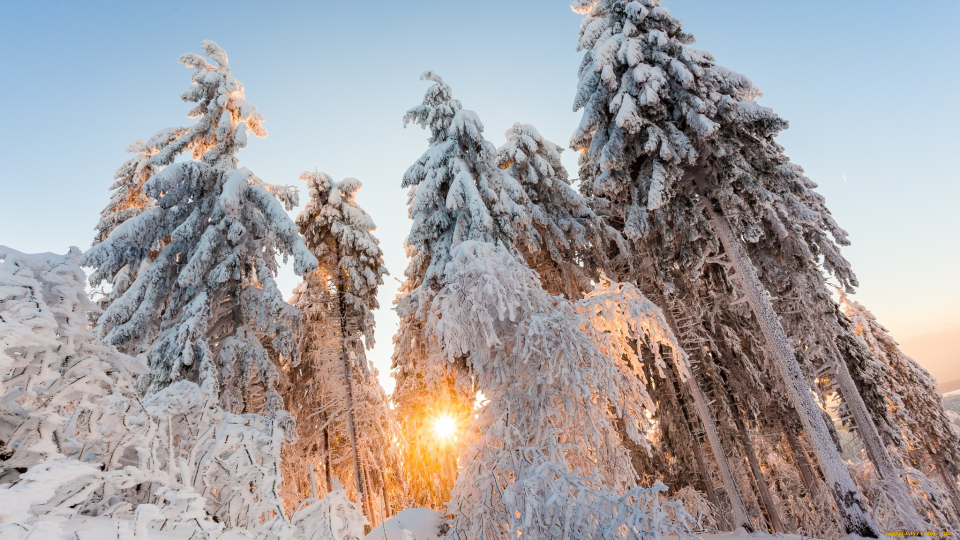 природа, зима, солнце, свет, деревья, снег, лес