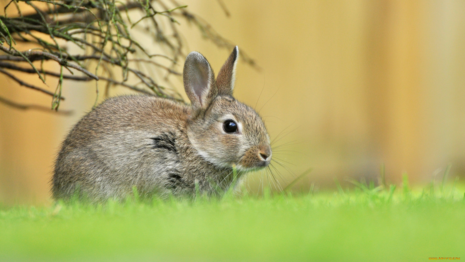 животные, кролики, , зайцы, весна, трава, зелень, малыш, зайчонок, заяц