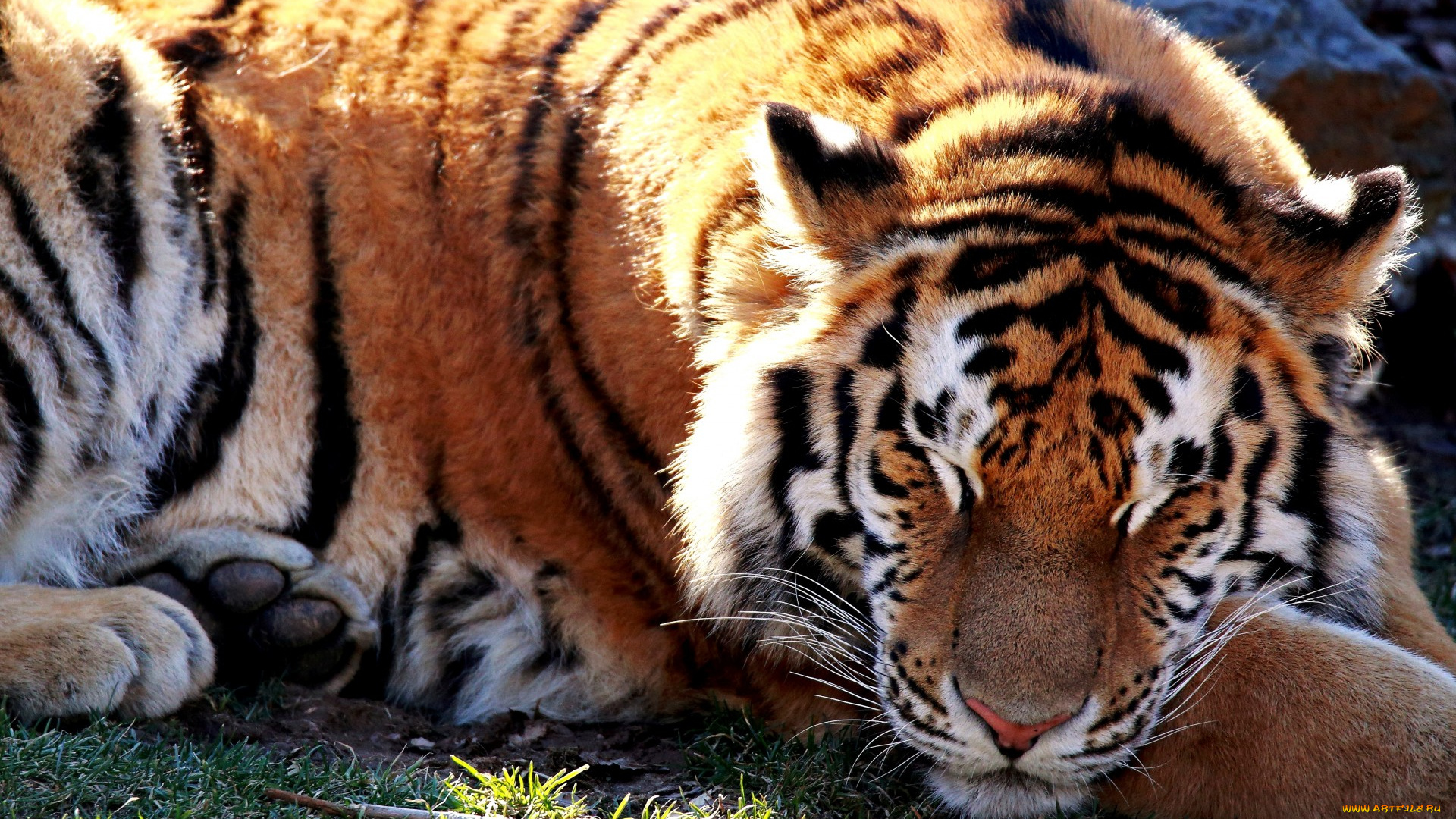 животные, тигры, тигр, зверь, спящий, свет, солнце