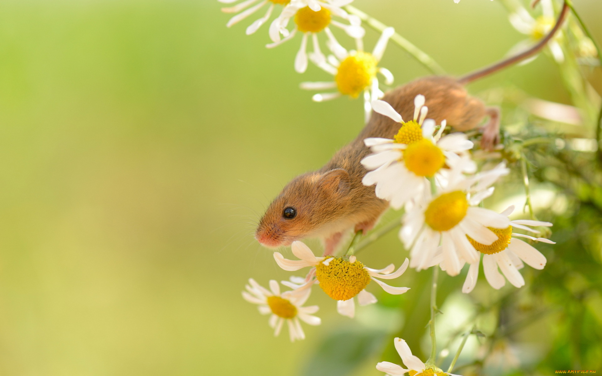 животные, крысы, , мыши, природа, лето, harvest, mouse