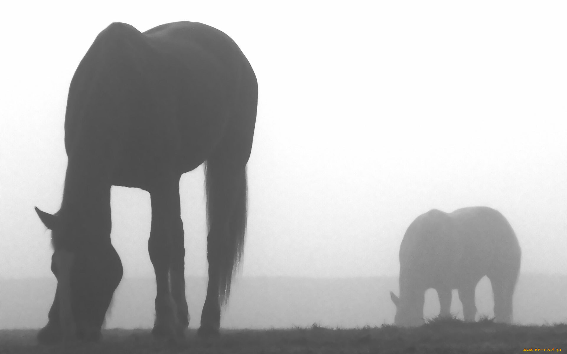 животные, лошади, пастбище, туман, утро