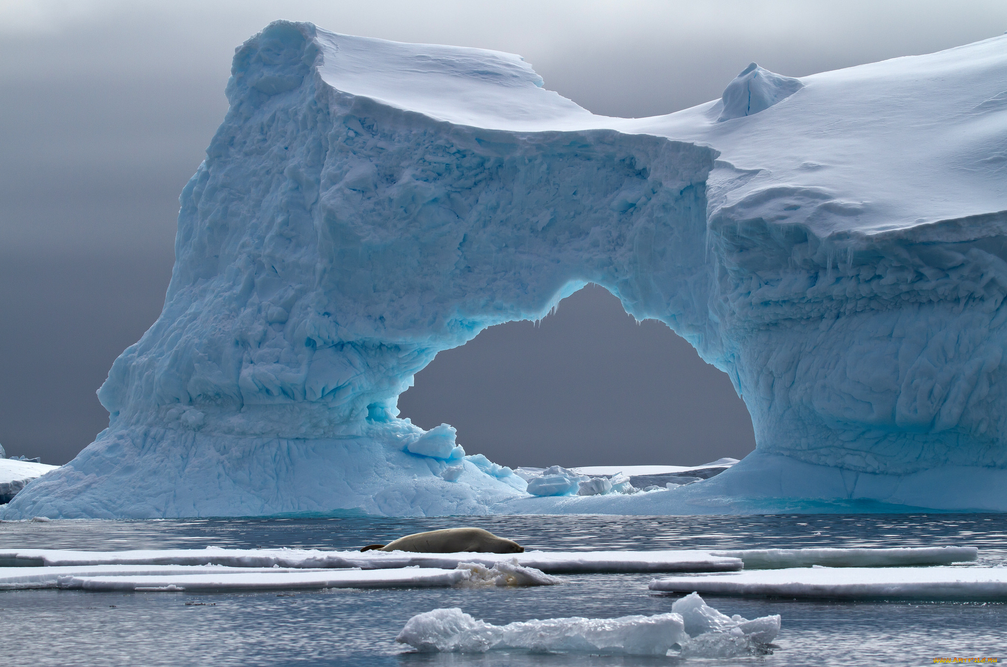 природа, айсберги, и, ледники, antarctica, iceberg, petermann, island, айзберг, лёд, crabeater, seal