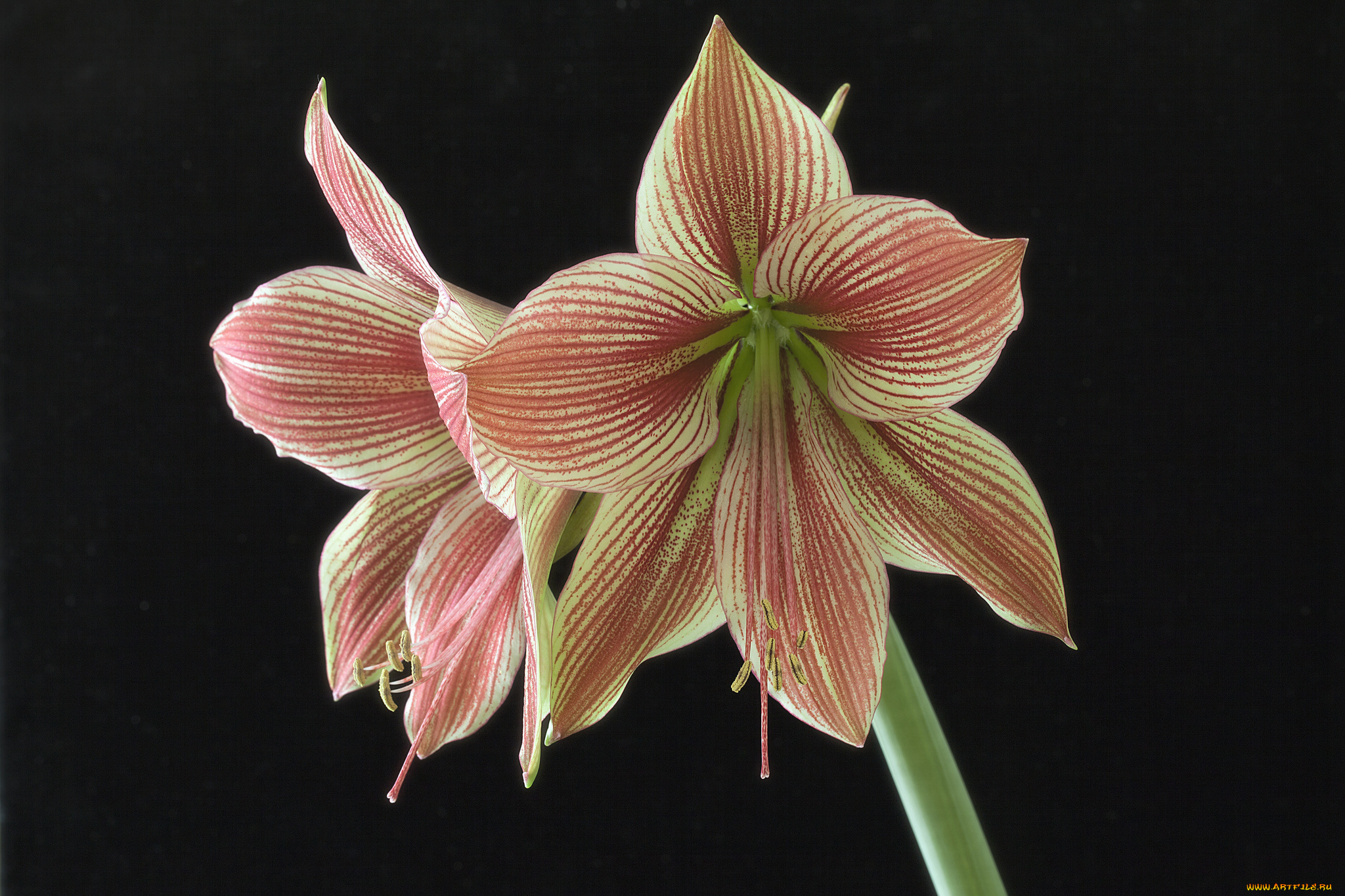 amaryllis, exotic, star, цветы, амариллисы, , гиппеаструмы, цветок