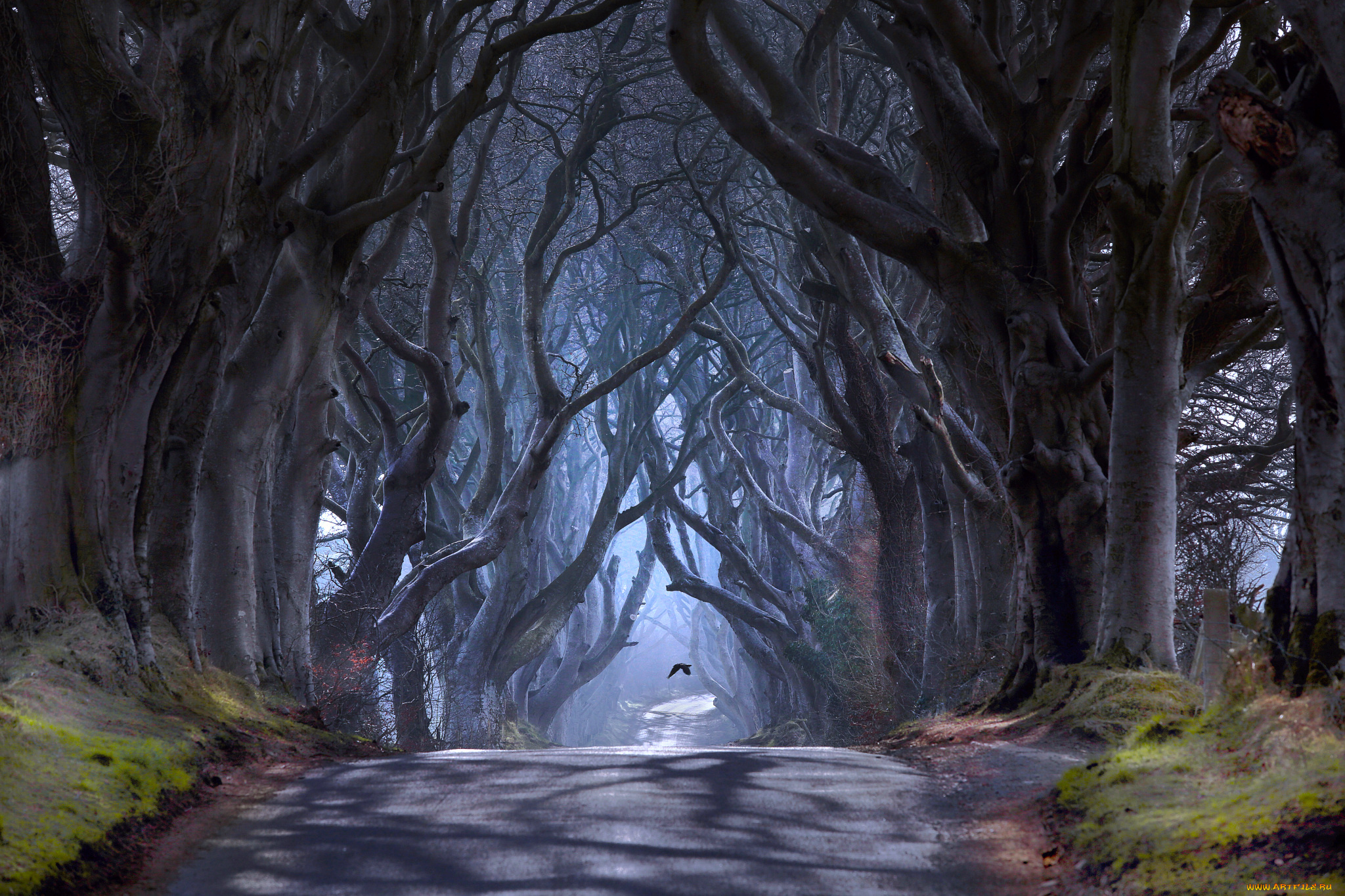природа, дороги, северная, ирландия, графство, антрим, баллимони, дорога, bregagh, road, темная, аллея, деревья, дымка, птица