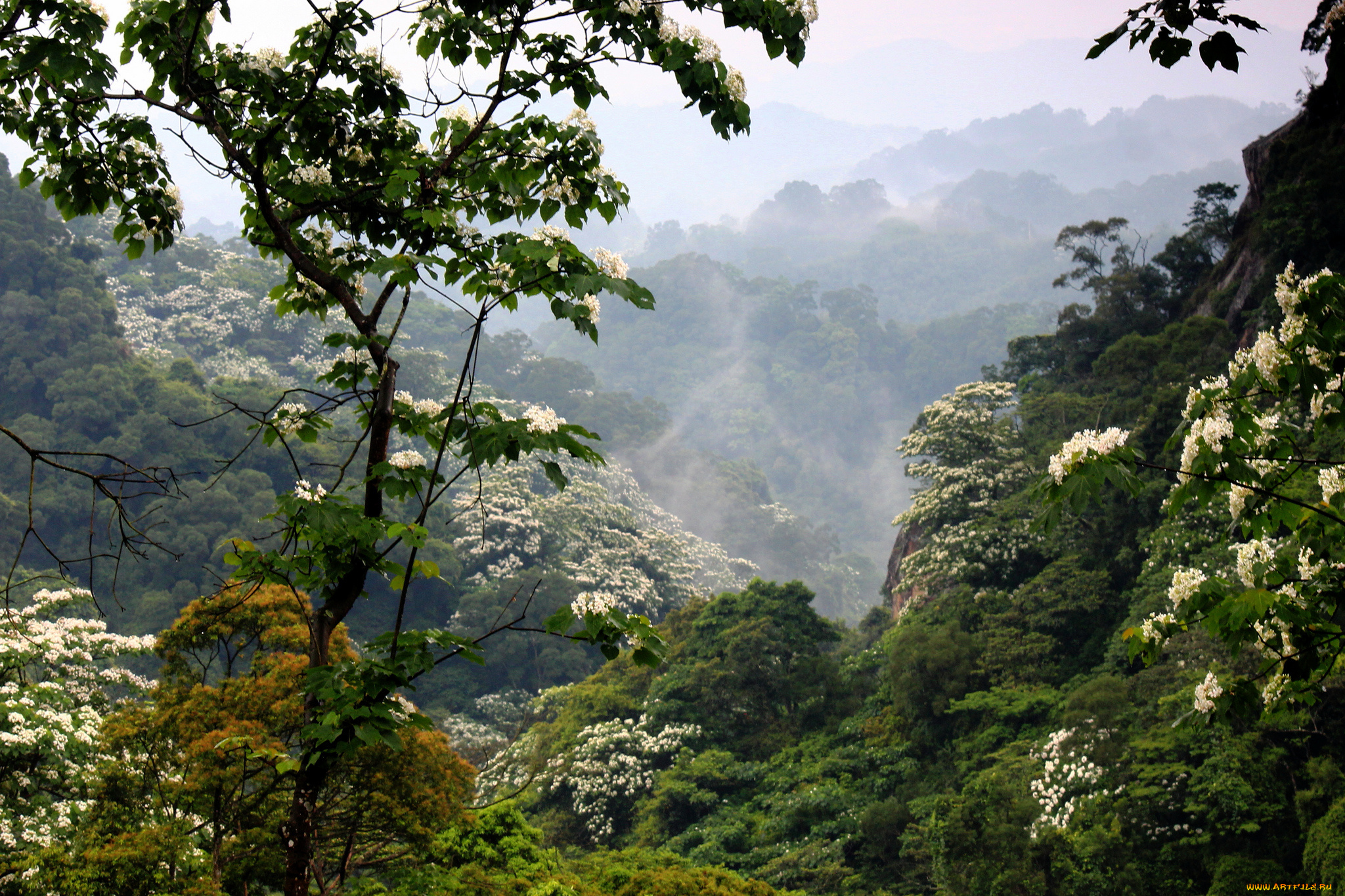 природа, горы, цветение, лес, туман