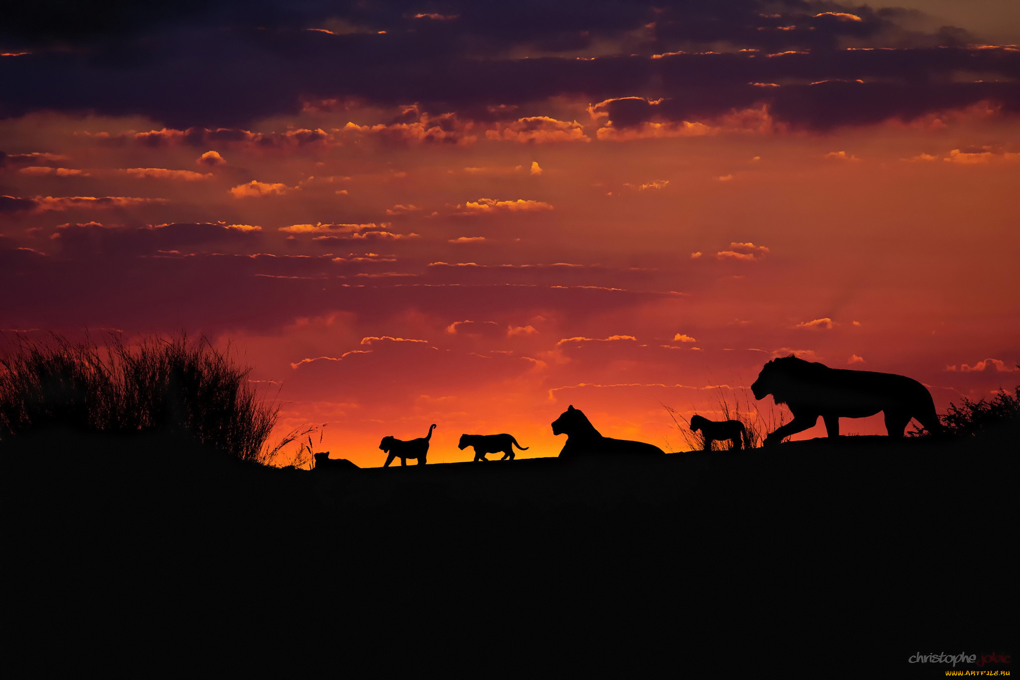 животные, львы, африка, калахари, семья, закат, вечер, небо, силуэты