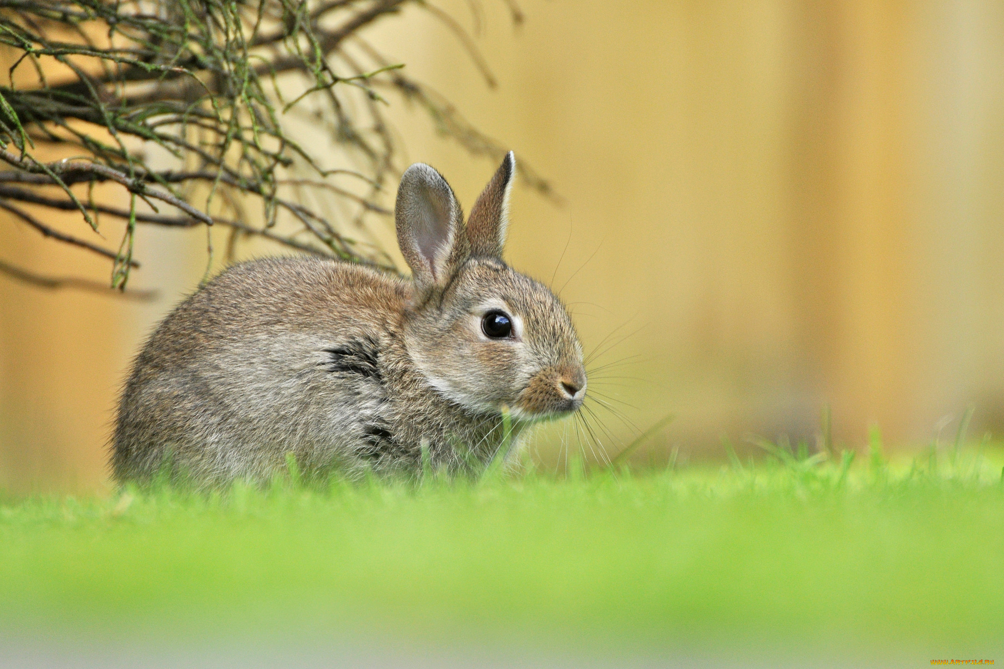 животные, кролики, , зайцы, весна, трава, зелень, малыш, зайчонок, заяц