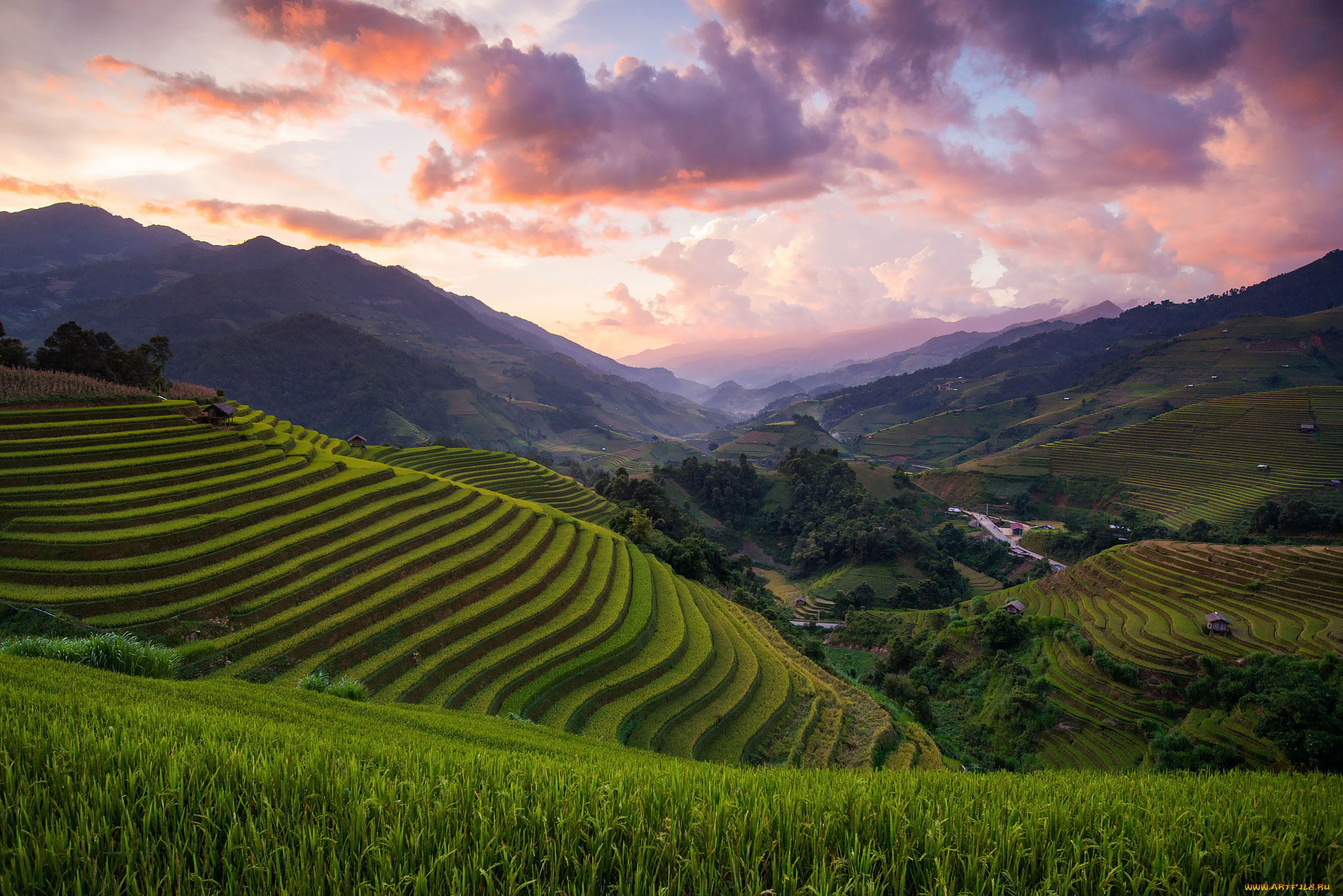 природа, поля, азия, вьетнам, рисовые, холмы