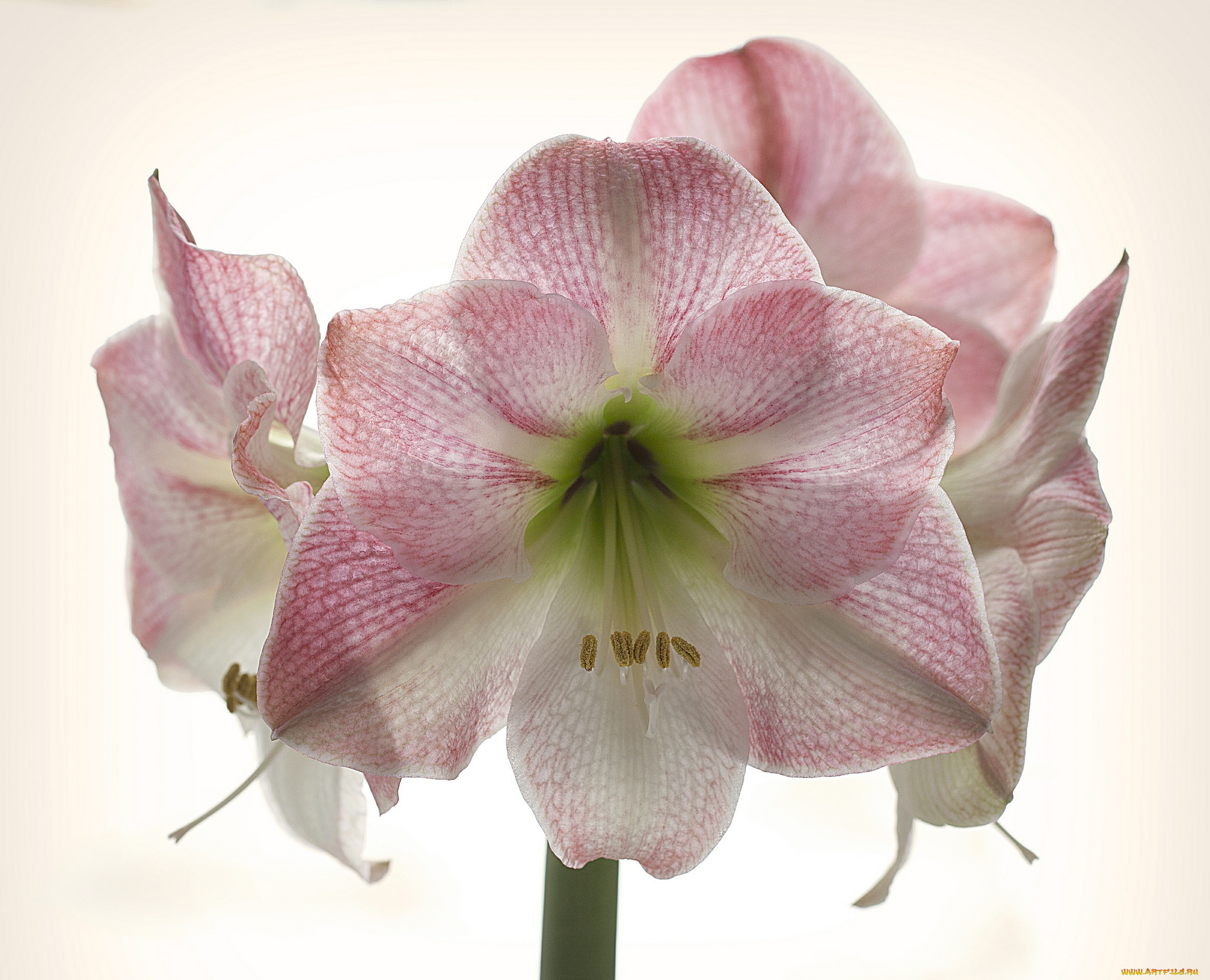 amaryllis, apple, blossom, цветы, амариллисы, , гиппеаструмы, цветок