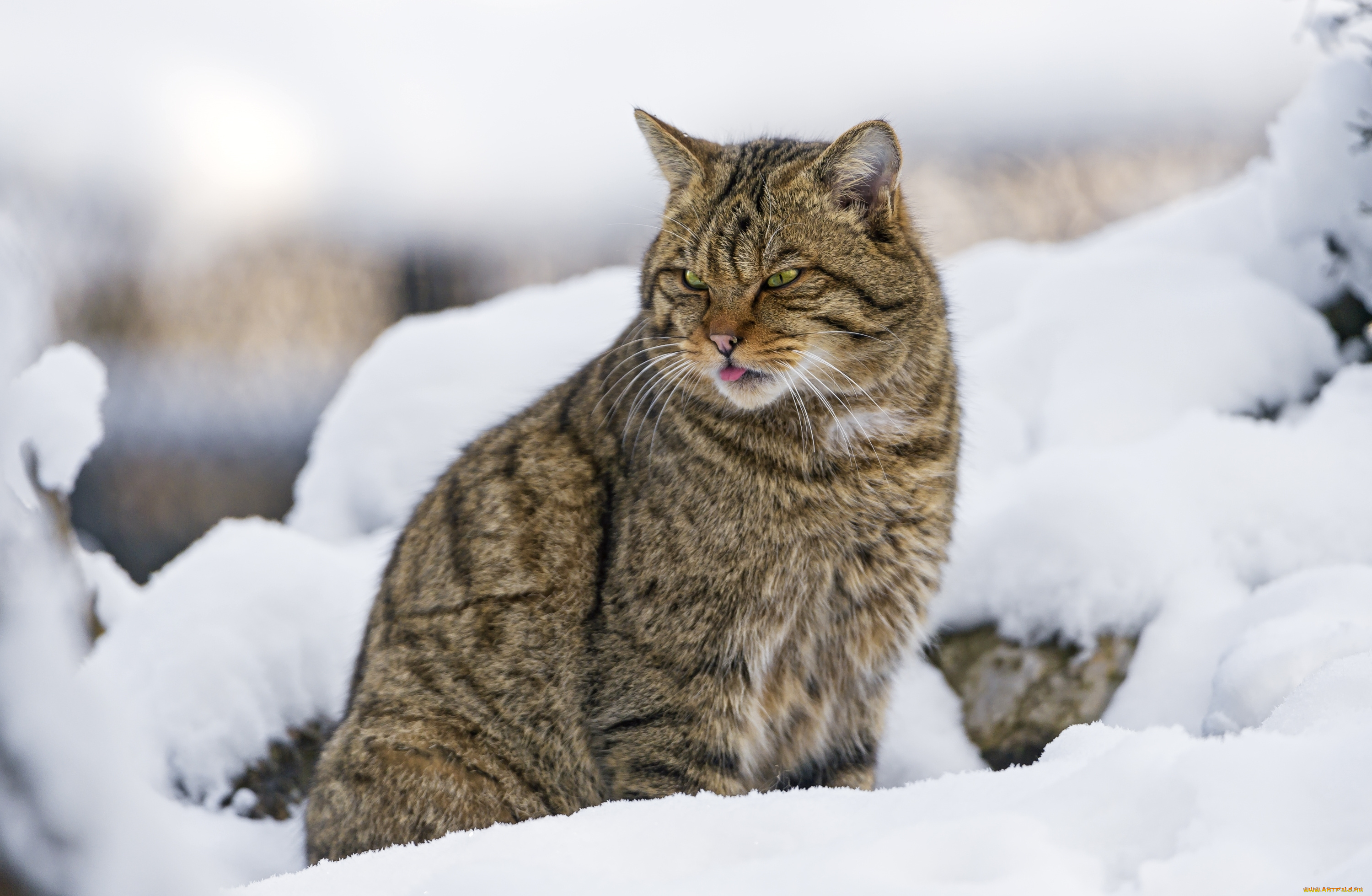 животные, дикие, кошки, хищник, дикий, лесной, кот, снег