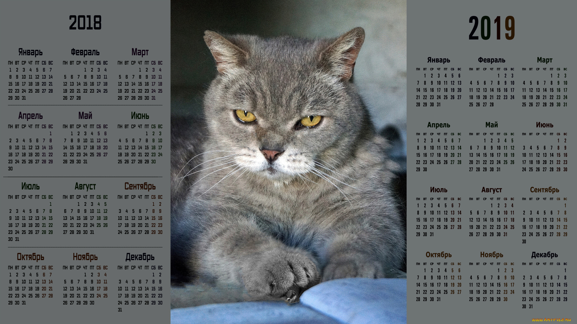 календари, животные, взгляд, кошка