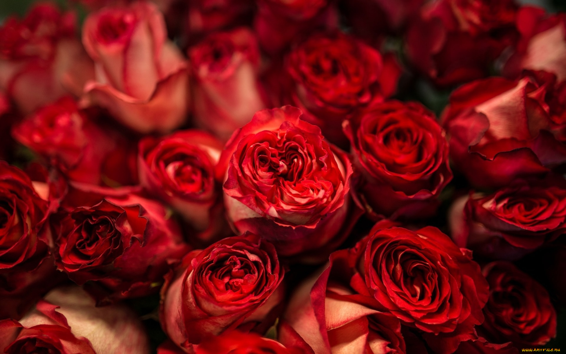 цветы, розы, красные