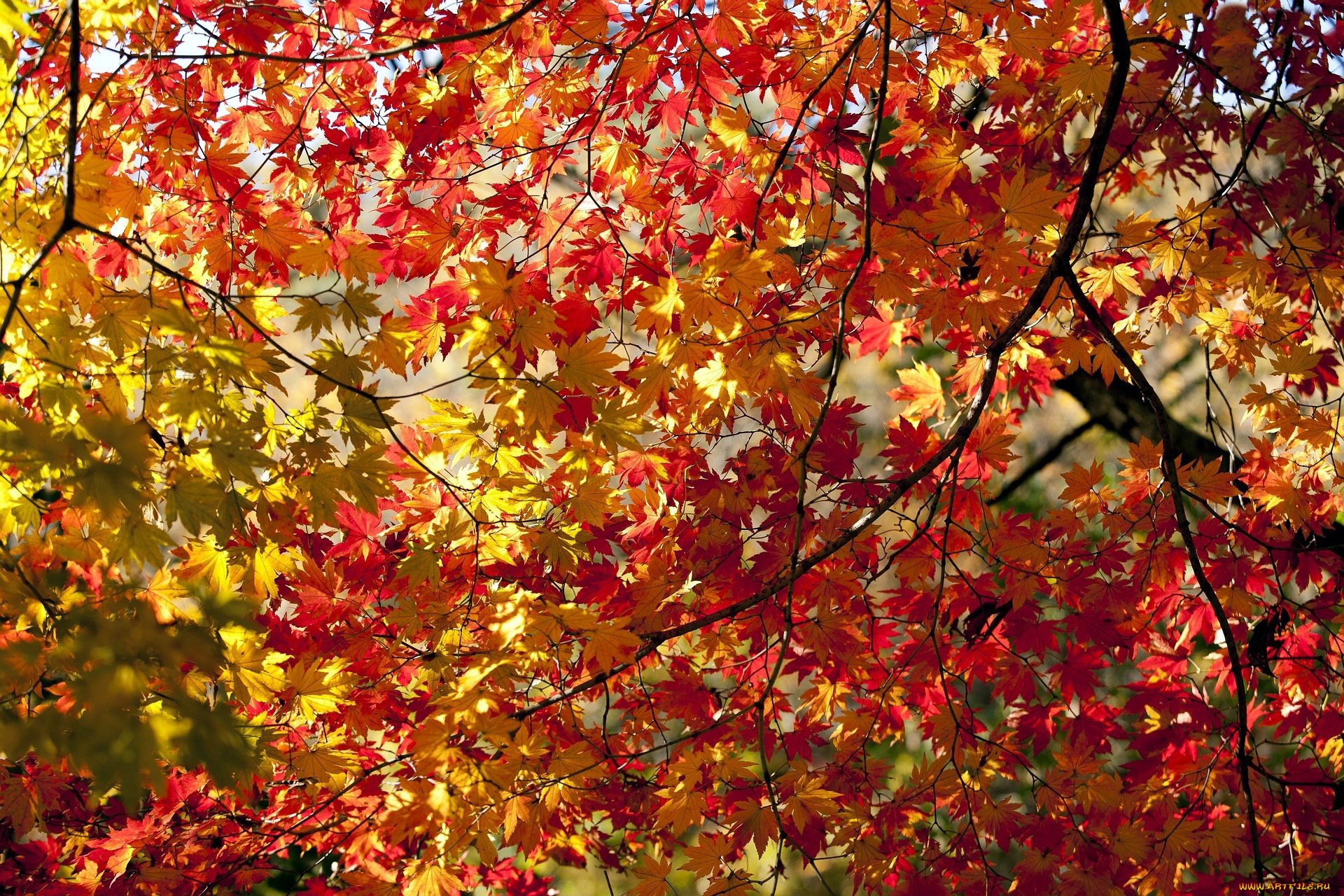 природа, листья, осень, клен