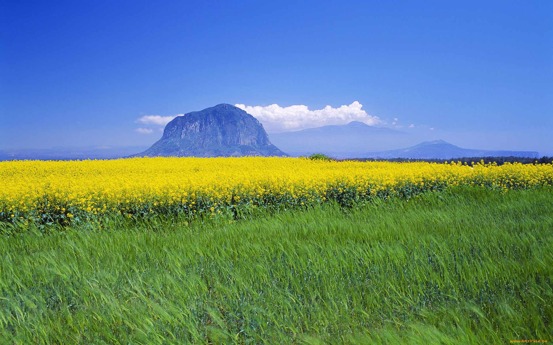 Желтый край экран. Остров Чеджу поле. Jeju Island Корея Flower field. Рапс на Чеджу. Желтые горные цветы.