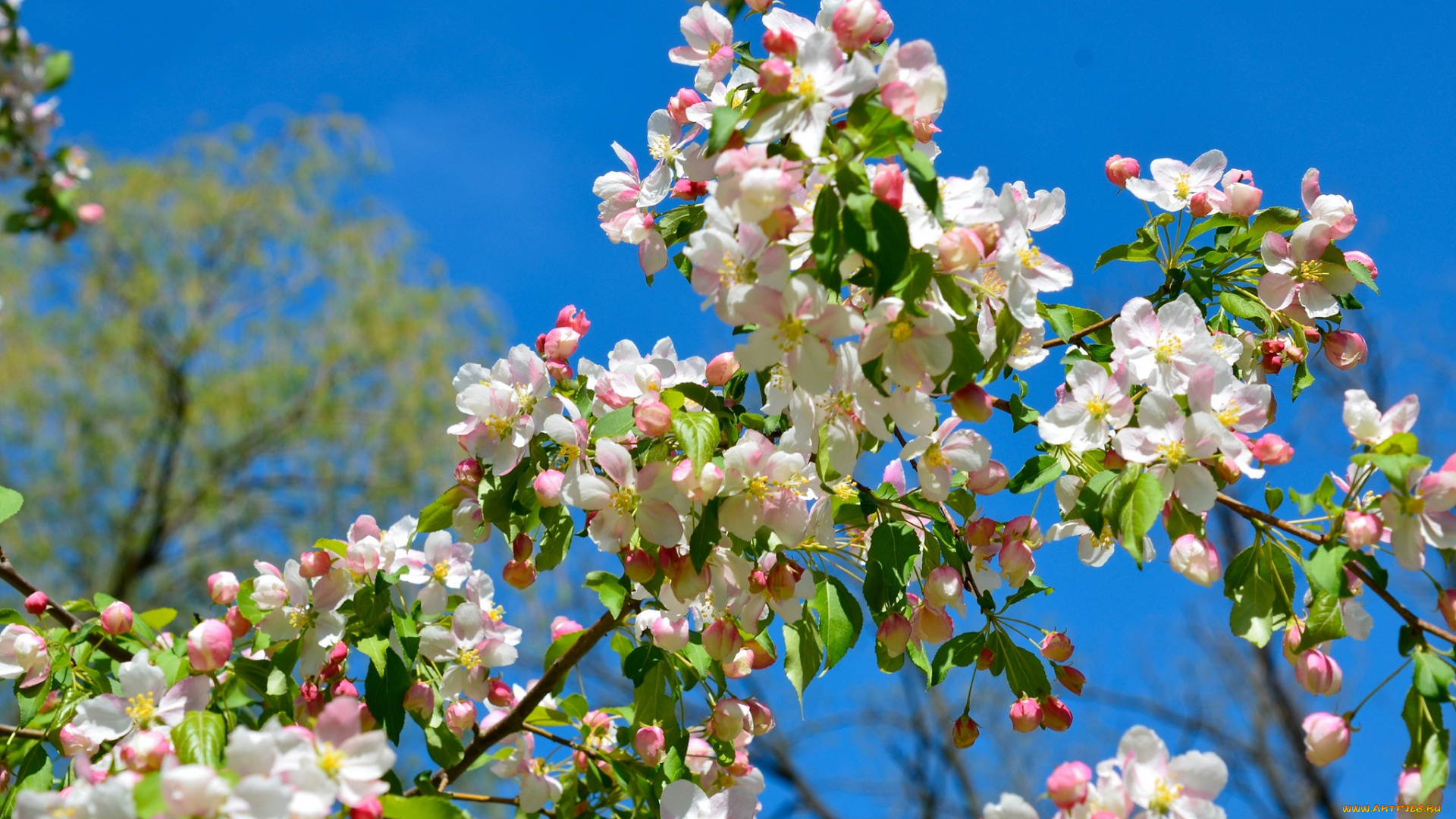 цветы, цветущие, деревья, кустарники, весна, цветение, ветки, яблоня