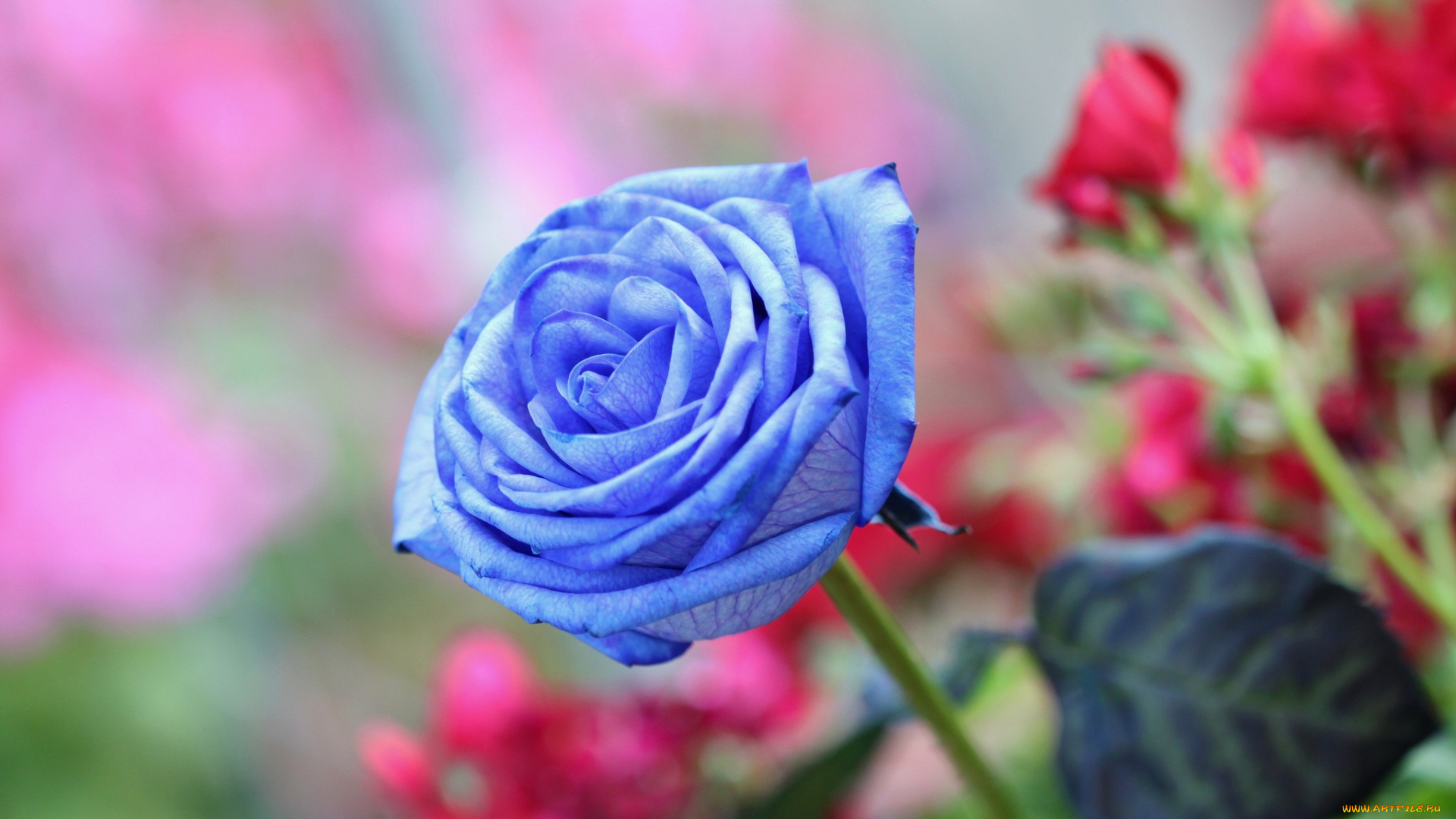 цветы, розы, голубая, роза