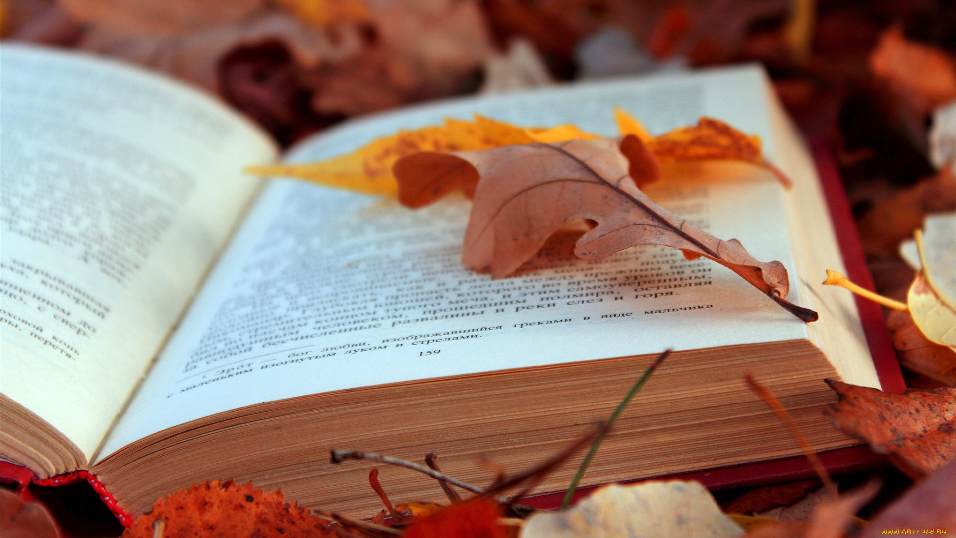 разное, канцелярия, книги, осень, листья, книга