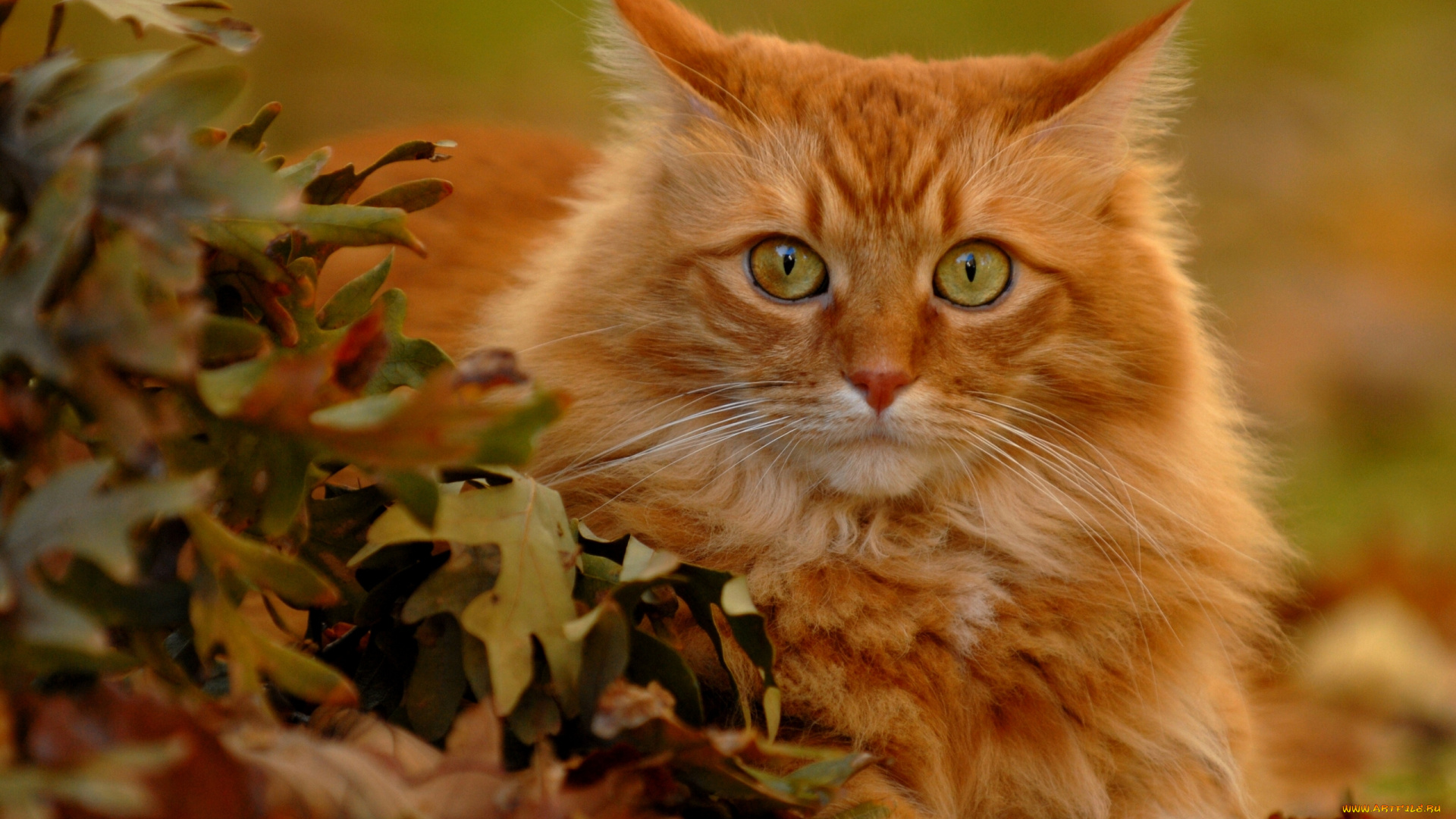 животные, коты, взгляд, рыжий, кот, листья