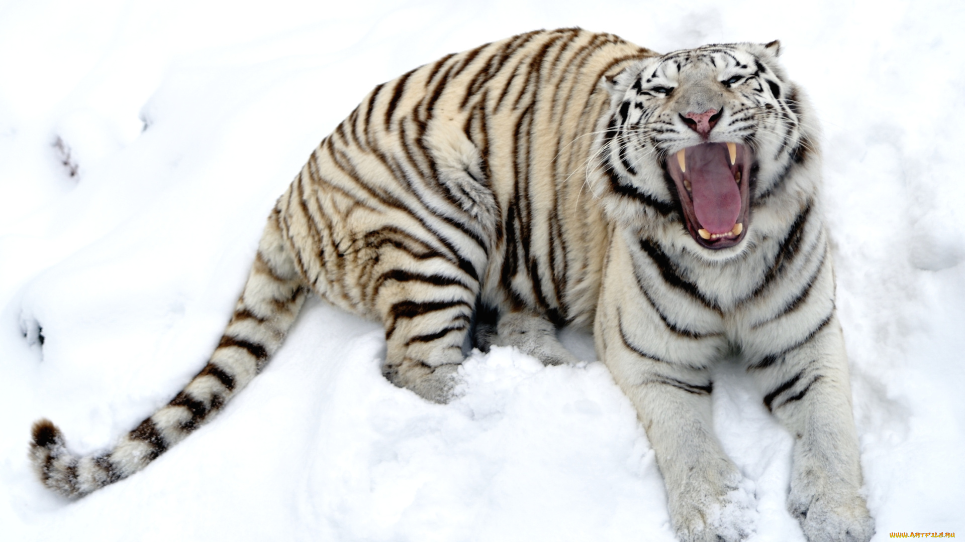животные, тигры, белый, пасть, снег