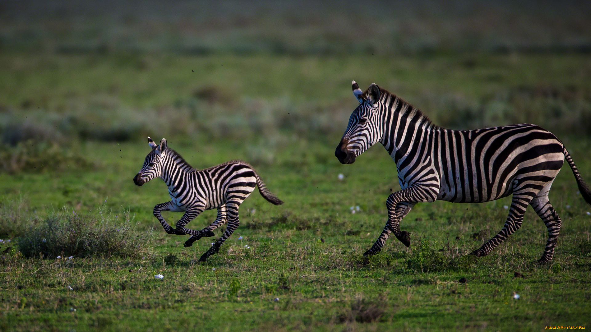 животные, зебры, мама, малыш, бег, полосатые